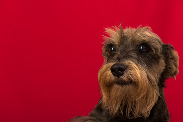 Cute little dog, posing, on red background with copy space.