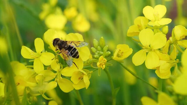 Striped bee fly collects nectar on a yellow mustard flower close-up
