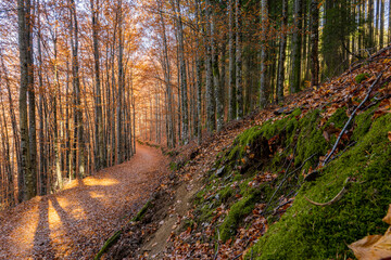 São Lourenço Beech Tree Forest