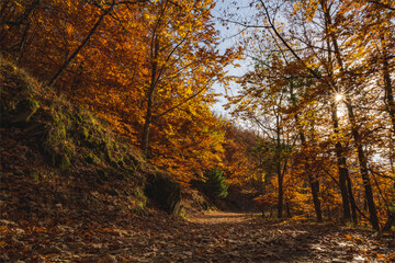 São Lourenço Beech Tree Forest