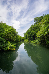 Fototapeta na wymiar Cruise in the Mangroves jungle river, Airai state, Palau, Pacific