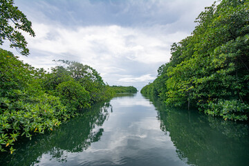 Fototapeta premium Cruise in the Mangroves jungle river, Airai state, Palau, Pacific