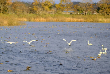 Swans in Uwasekigata, 28/11/2021C