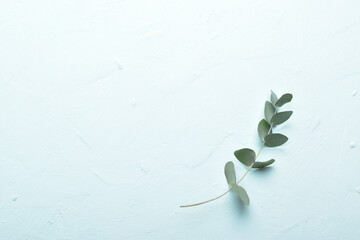 Banner with one eucalyptus branch on a light blue background. Minimalism.