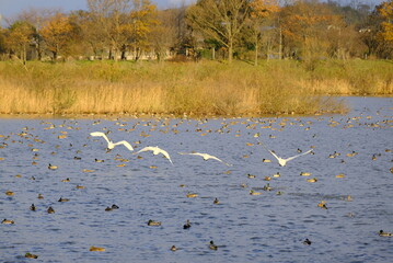 Swans in Uwasekigata, 28/11/2021D