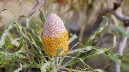 partially open acorn bansksia flower in western australia