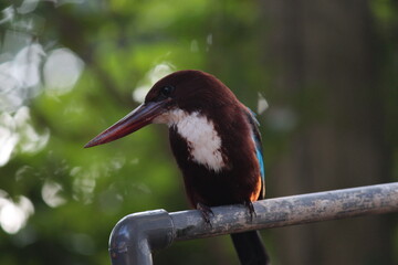black capped kingfisher