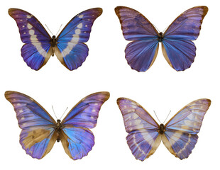 Fototapeta na wymiar Set with beautiful exotic butterflies on white background