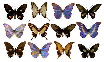 Fototapeta na wymiar Set with beautiful exotic butterflies on white background