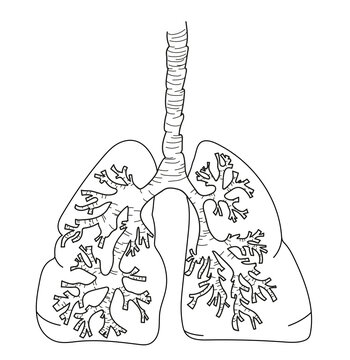 Illustration of human lungs on white background