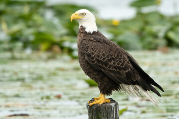 american bald eagle