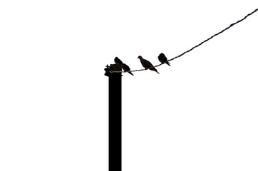Obraz premium Birds sitting on electrical wire silhouette. Four birds sitting on power lines silhouettes. Image isolated on white background and with space for text.