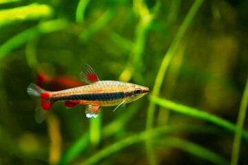 young and curious adult pencilfish, dim light in brown tannin stained water, ornamental blackwater...
