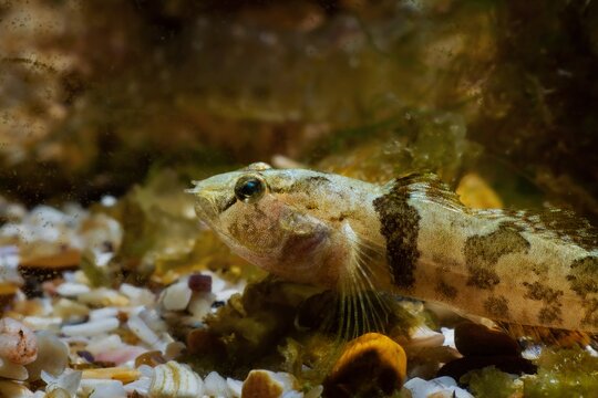 wild tubenose goby in camouflage coloring, wary gobiidae, close-up of dwarf saltwater species rest on gravel bottom in Black Sea marine biotope aquarium
