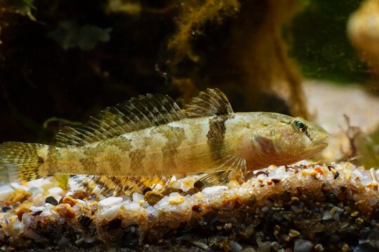 wild tubenose goby, timid, healthy, active gobiidae, young adult of dwarf saltwater species rest on gravel bottom in Black Sea marine biotope aquarium
