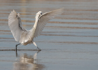 Reddish Egret in hunting dance