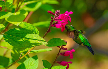 Chlorostilbon aureoventris berlepschi (Picaflor verde)