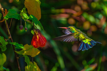 Chlorostilbon aureoventris berlepschi (Picaflor verde)