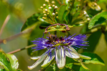 Passiflora caerulea (Mburucuyá)