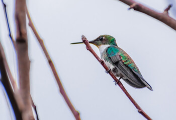 Leucochloris albicollis (Picaflor de garganta blanca)