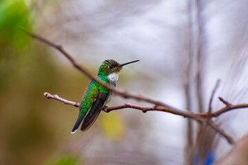 Leucochloris albicollis (Picaflor de garganta blanca) © Miguel Medeiros