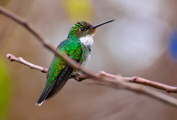 Leucochloris albicollis (Picaflor de garganta blanca) © Miguel Medeiros