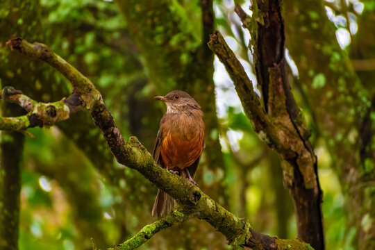 Zorzal colorado .(Turdus rufiventris Canelones, Uruguay.