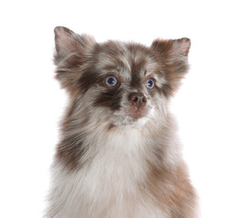Obraz premium Cute fluffy little dog isolated on white