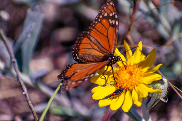 Mariposa Monarca