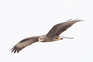 Endangered female Snail Kite in flight