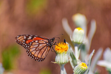 Mariposa Monarca