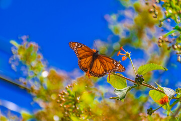 Mariposa Monarca