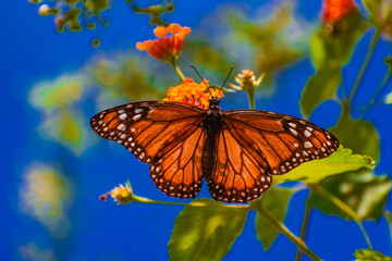 Mariposa Monarca