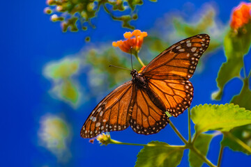 Mariposa Monarca