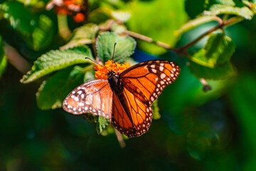 Mariposa Monarca
