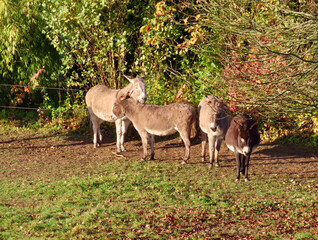 Naklejka na ściany i meble Donkeys in a pasture under autumn trees with yellow leaves 