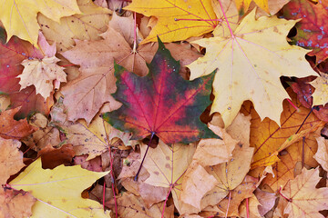 autumn leaves background