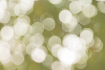 abstract bokeh, of trees and leaves with natural green blur background, for design and text