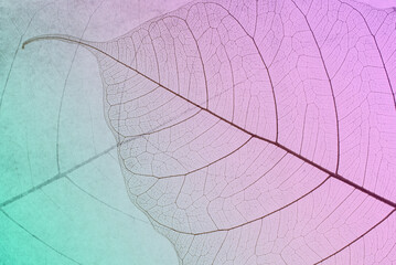 Fototapeta premium Close-up of a leaf. skeleton leaf leaves with a transparent shape .the leaves look abstract from nature and have a pattern at seamless background .beautiful colors for text and advertising