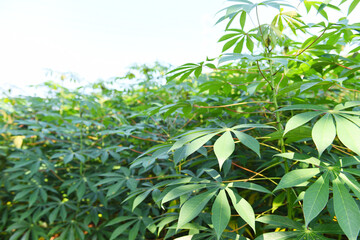 Obraz premium Cassava leaves crops in green, tropical tree plant cassava plantation green fields nature agricultural farm plant tree