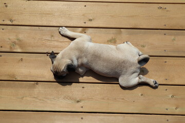 Pug Puppy Laying on Ground Top Down View