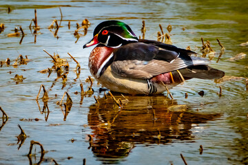 Wood duck (Aix sponsa) male, posing in a creek for a portrait in the spring morning sun. 
