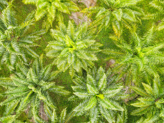 Top view palm leaves from above of crops in green, Bird's eye view tropical tree plant, Aerial view of the palm tree green fields nature agricultural farm background