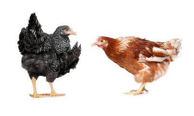 Two different beautiful chickens on white background. Domestic animals