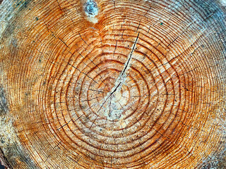 Naklejka premium 切り出された大木の丸太の年輪_04