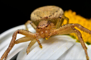 Spider face close-up 