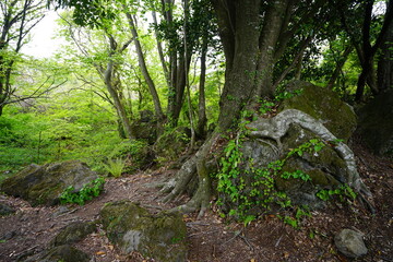 old trees and mossy rocks in the deep forest