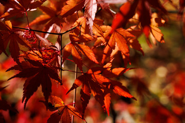 紅葉