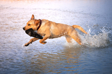 Labrador bawi się w wodzie