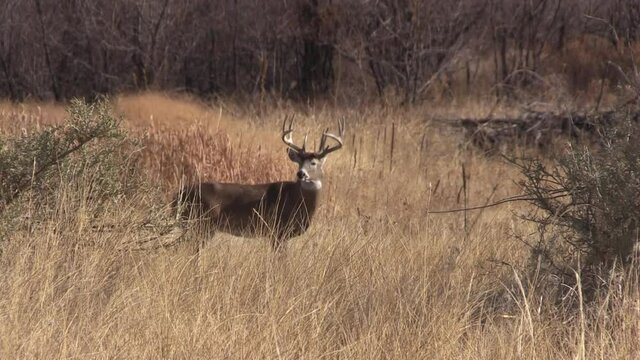 Whitetail Deer Buck During the Fall Rut in Colorado